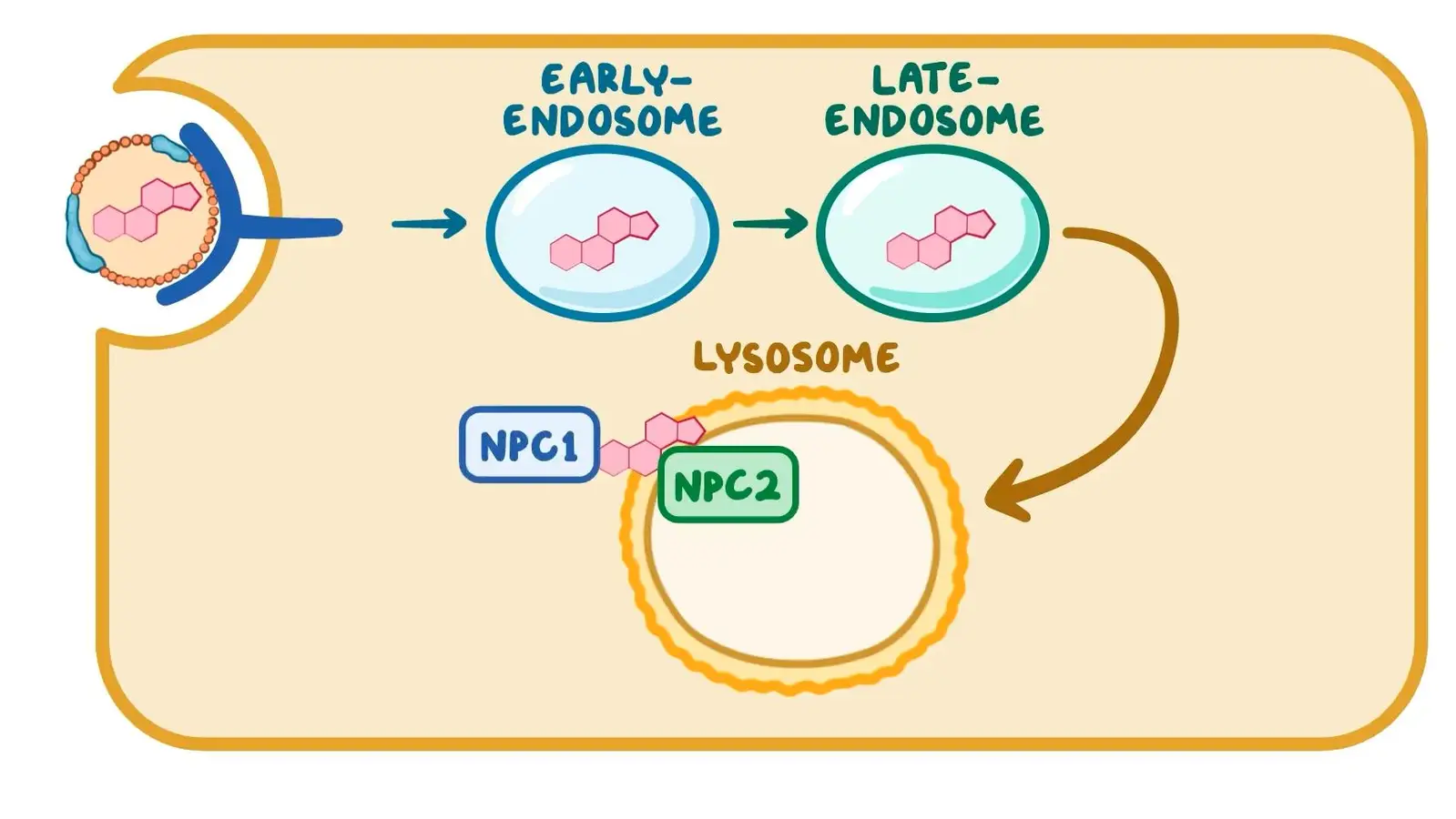 Animated diagram: cholesterol travels through early and late endosomes to the lysosome, where NPC1 and NPC2 move it out