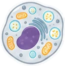 Cell