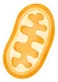 Mitochondrion